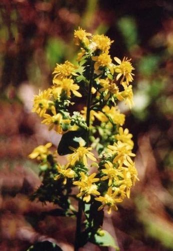 Solidago villosicarpa